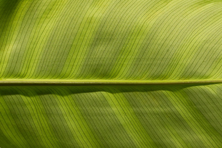 Photo by Raul Angel on Unsplash